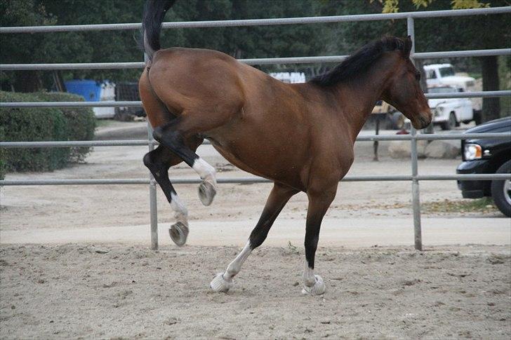 Engelsk Varmblod Flexness billede 5