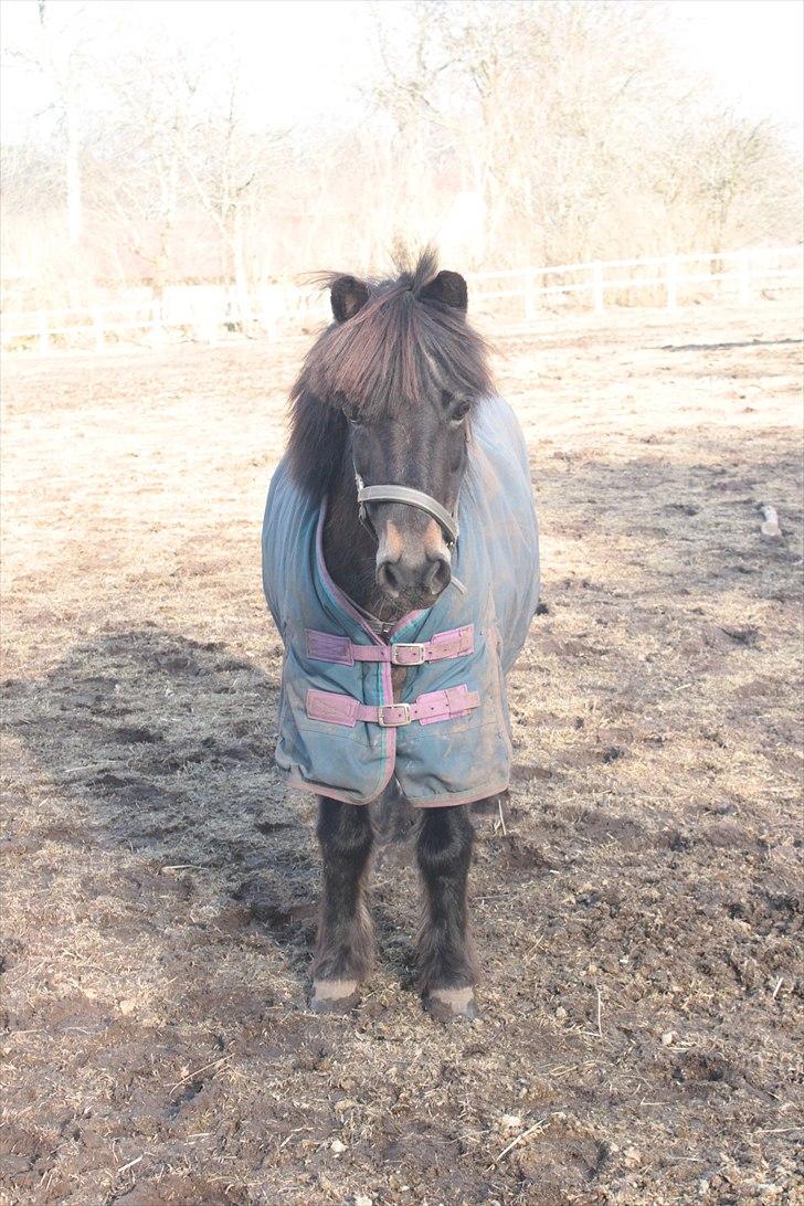 Anden særlig race Julle - Foto: Line Skou billede 12
