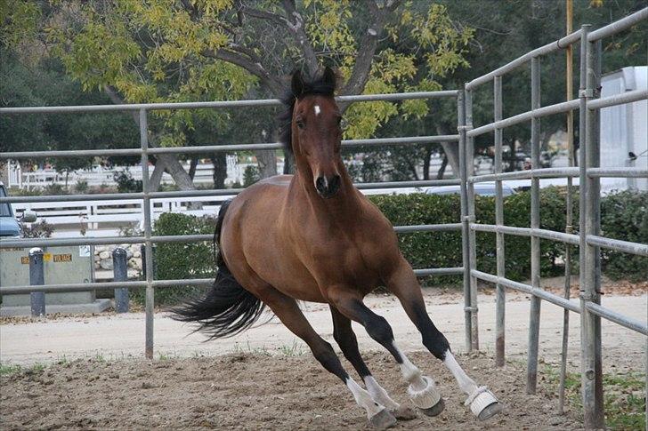 Engelsk Varmblod Flexness billede 6