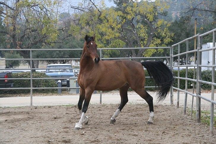 Engelsk Varmblod Flexness billede 7