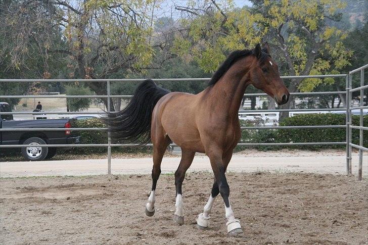 Engelsk Varmblod Flexness billede 8