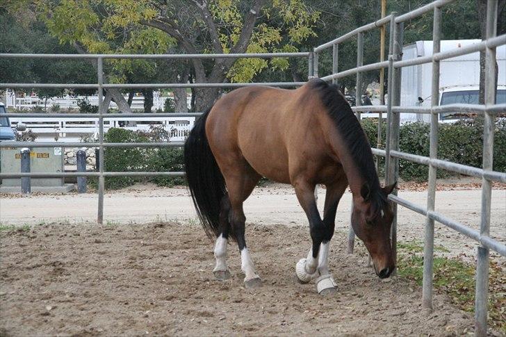 Engelsk Varmblod Flexness billede 9