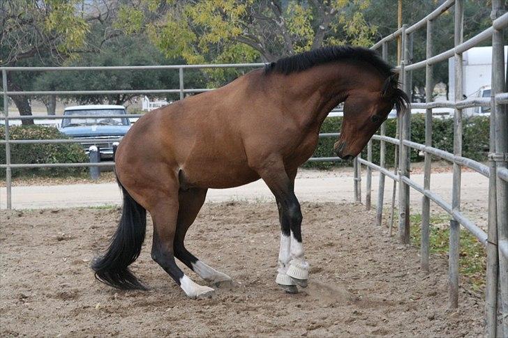 Engelsk Varmblod Flexness billede 11