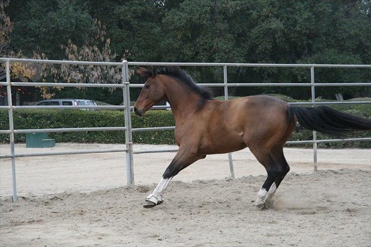 Engelsk Varmblod Flexness billede 12