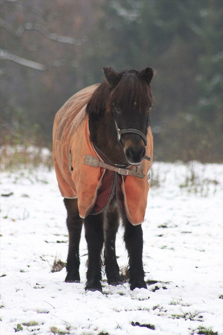Anden særlig race Julle - Foto: Line Skou billede 13