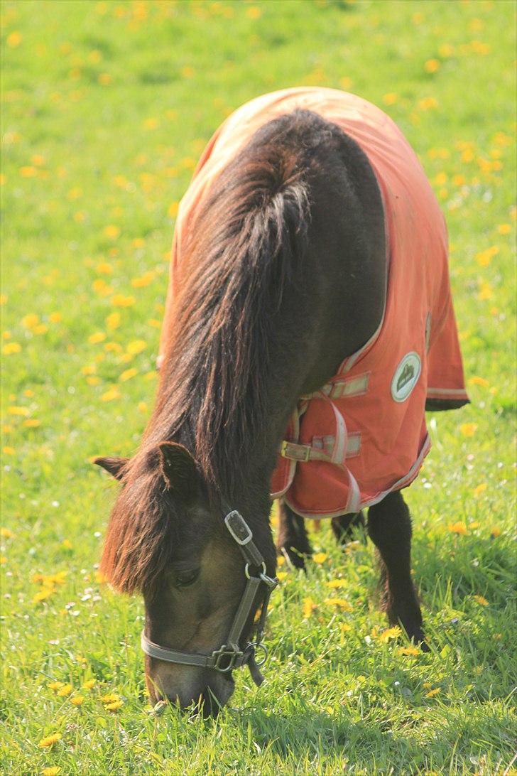 Anden særlig race Julle - Foto: Line Skou billede 14