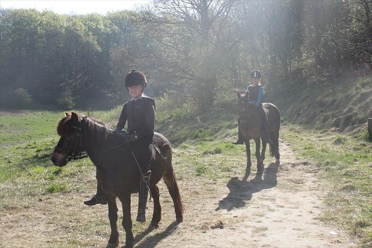 Anden særlig race Julle billede 15