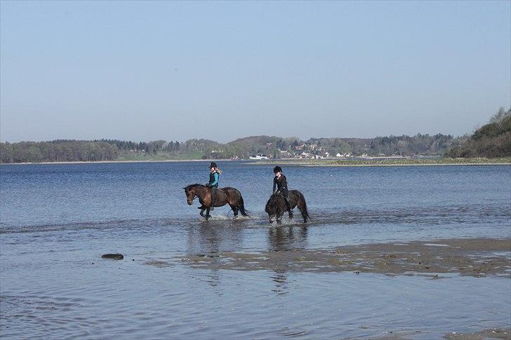 Anden særlig race Julle billede 16