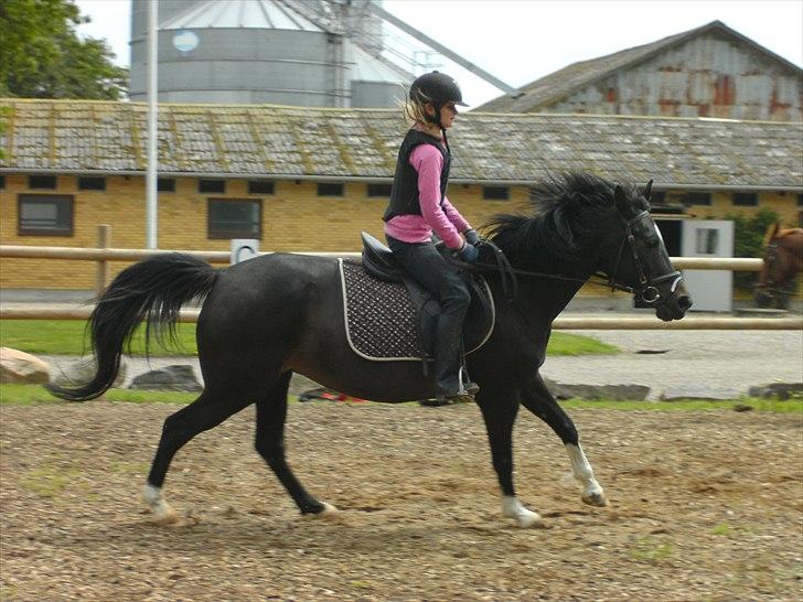 Anden særlig race Sillemoes Luci - Fri galop :D Fotograf: (Paula) billede 13