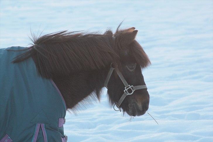 Anden særlig race Julle - Foto: Line Skou billede 17