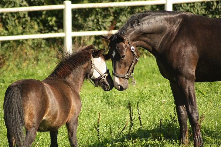 Anden særlig race Julle - Foto: Line Skou billede 18