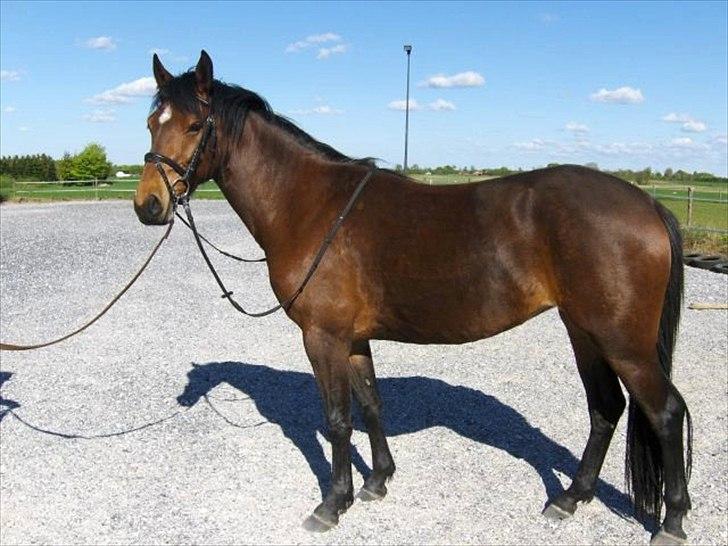 Pinto Lady Taupo (SOLGT) - taupo som 3 årige billede 3