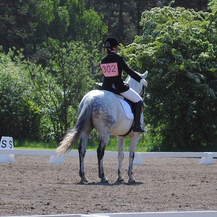 Anden særlig race Skipper Mønstergård. *A-Pony* - CCIP2** i Dagstorp.  billede 18