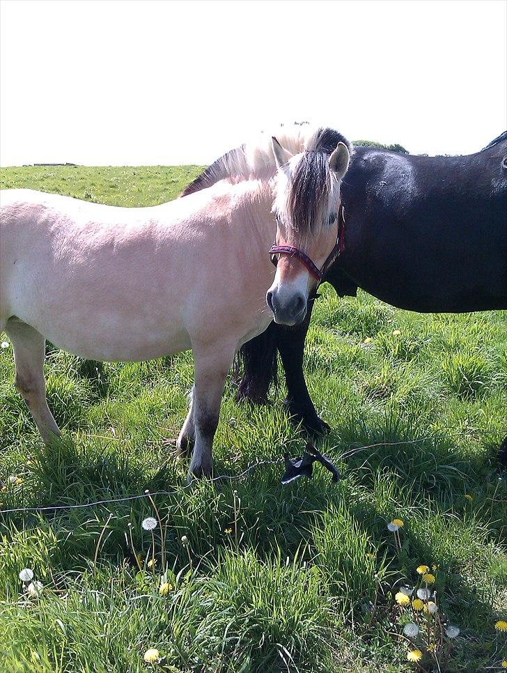 Fjordhest Amanda <3  billede 2