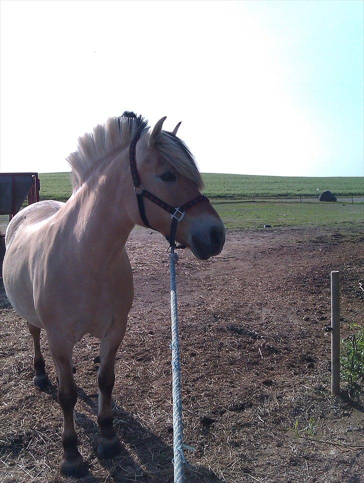 Fjordhest Amanda <3  billede 3