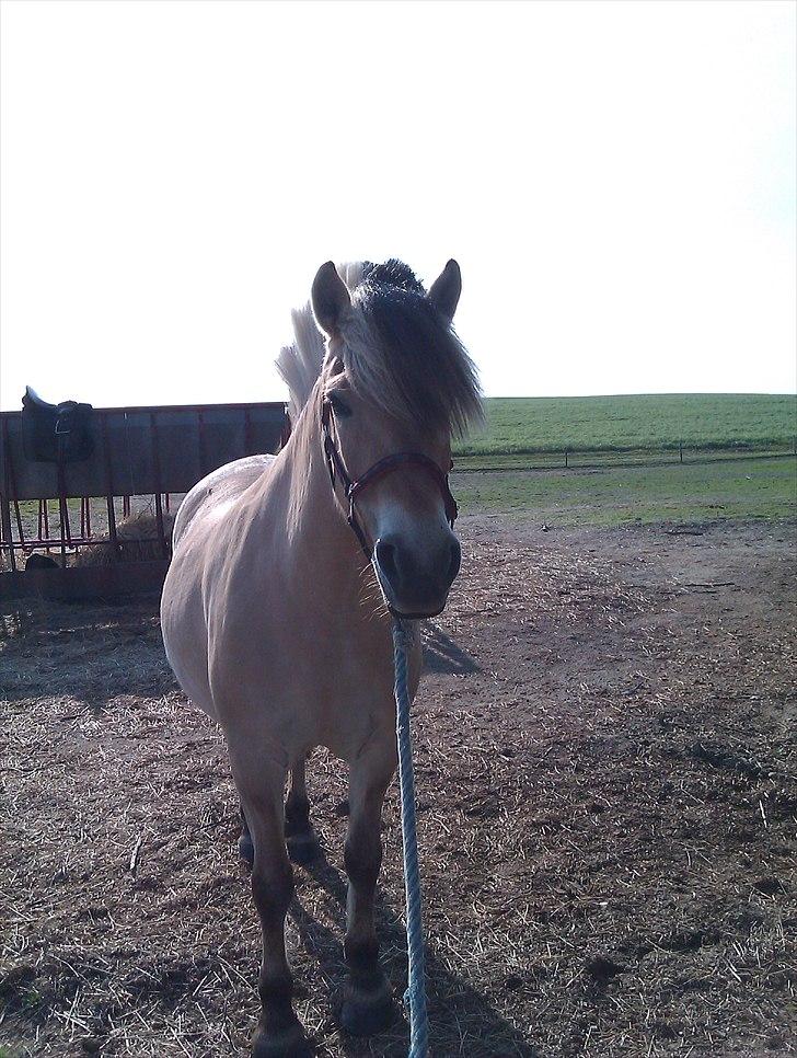 Fjordhest Amanda <3  billede 4