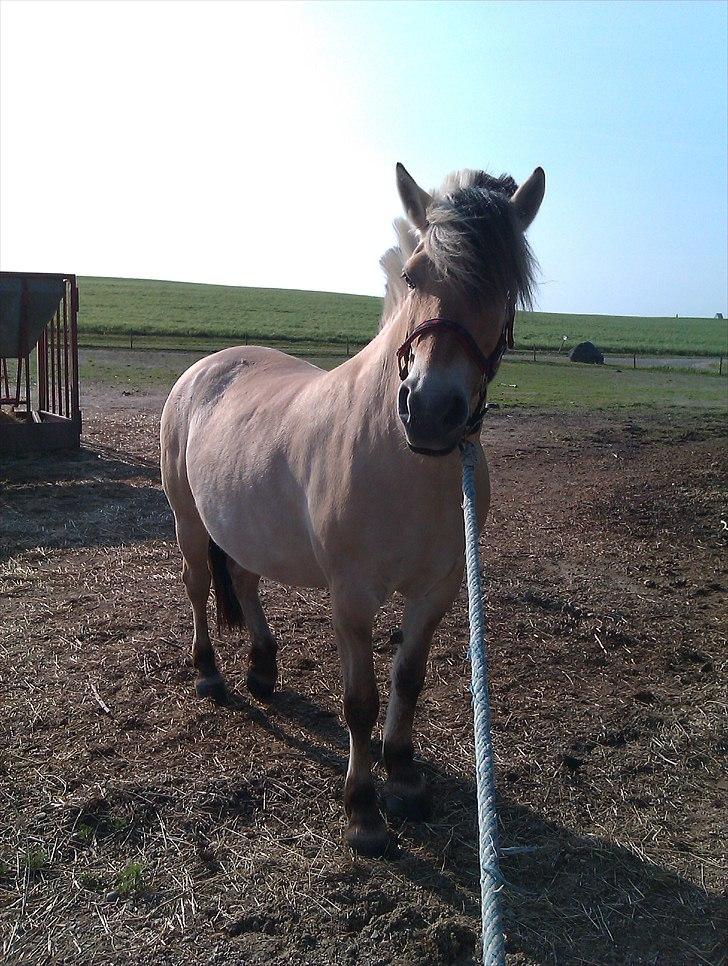 Fjordhest Amanda <3  billede 5