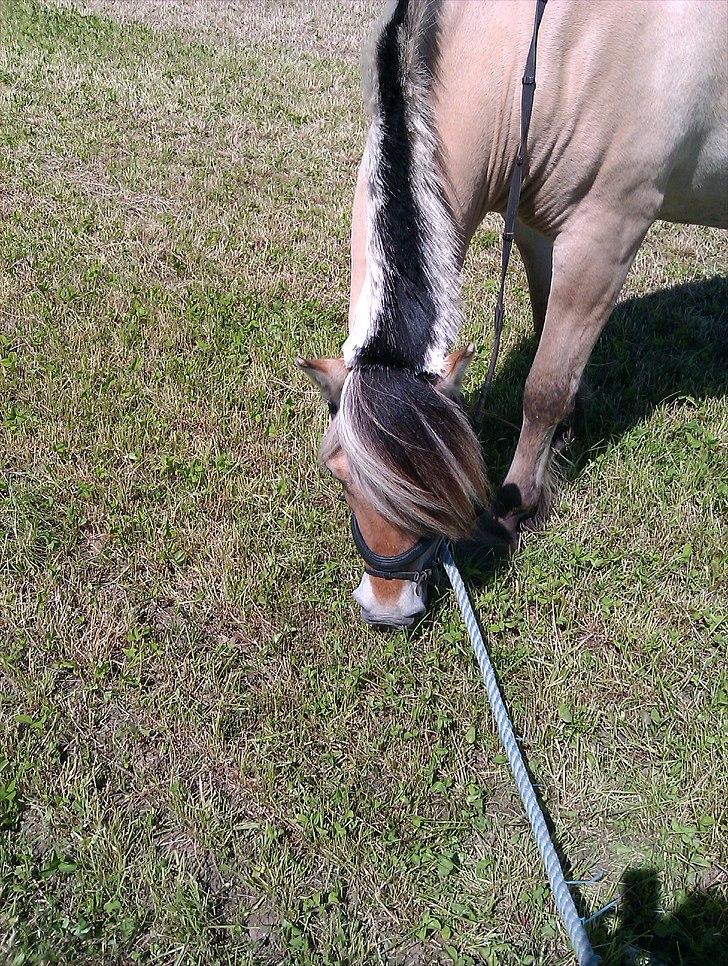 Fjordhest Amanda <3  billede 6