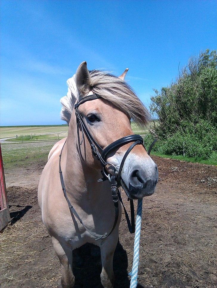 Fjordhest Amanda <3  billede 7