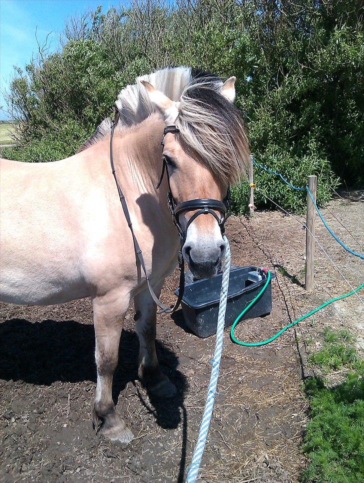 Fjordhest Amanda <3  billede 8