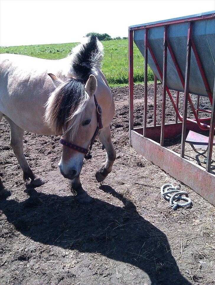Fjordhest Amanda <3  billede 9