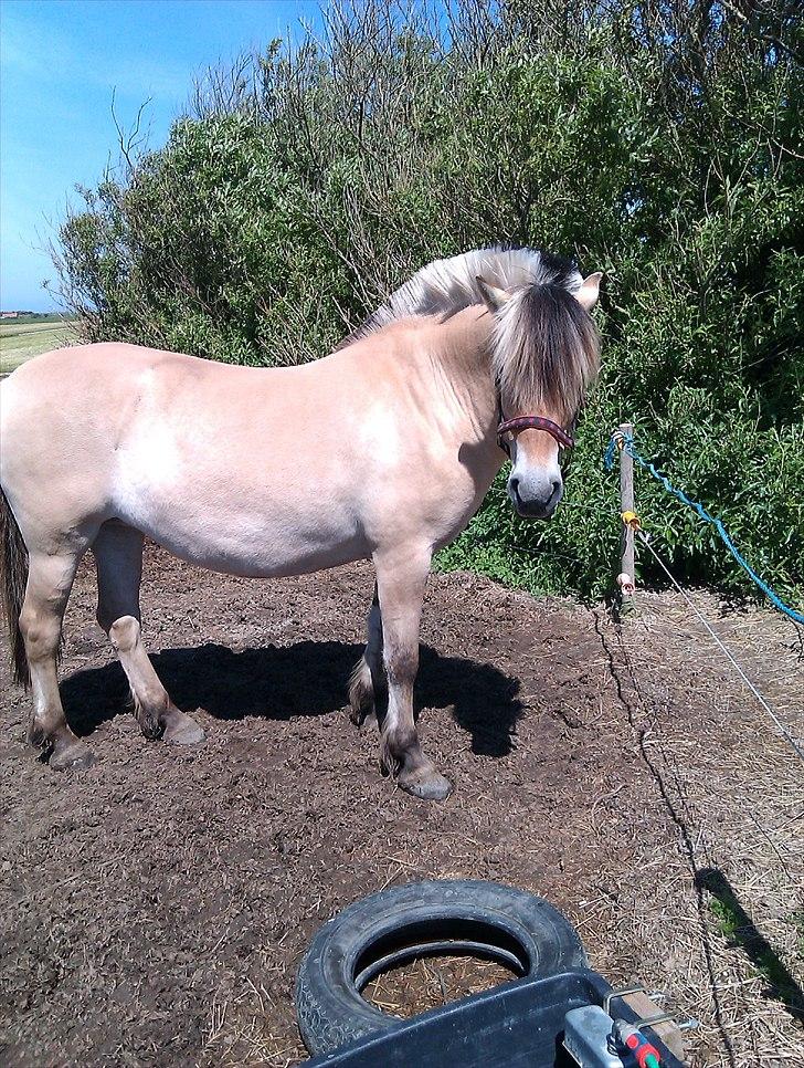 Fjordhest Amanda <3  billede 10