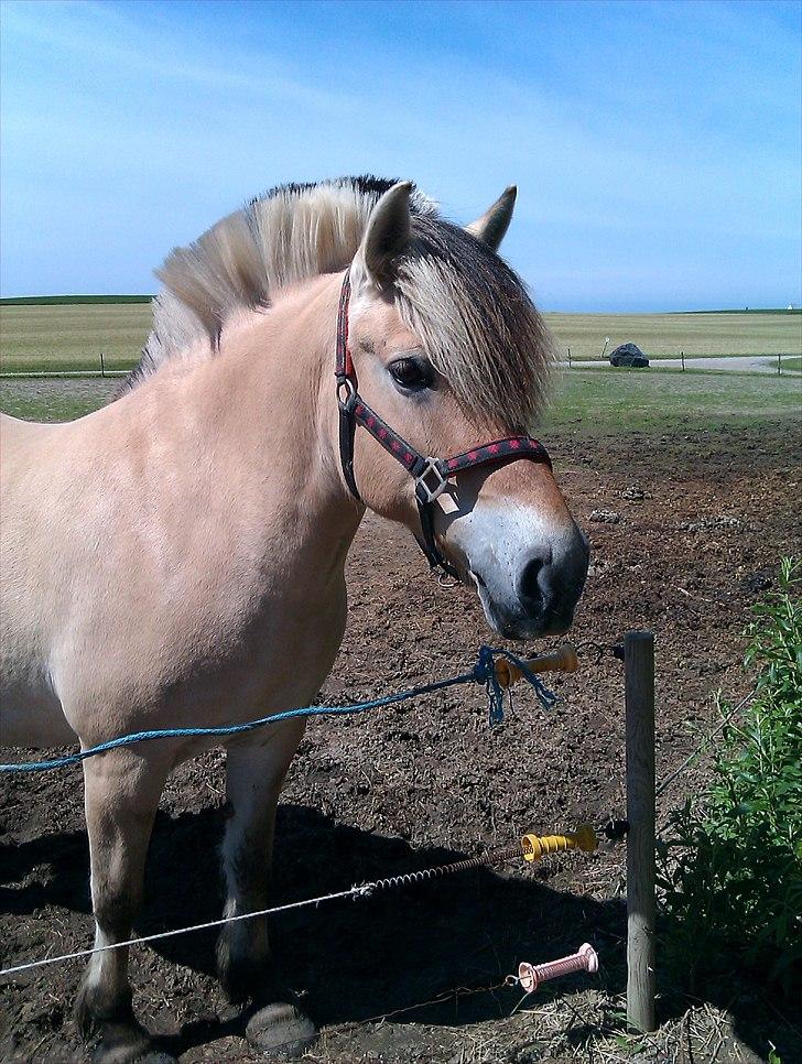 Fjordhest Amanda <3  billede 11