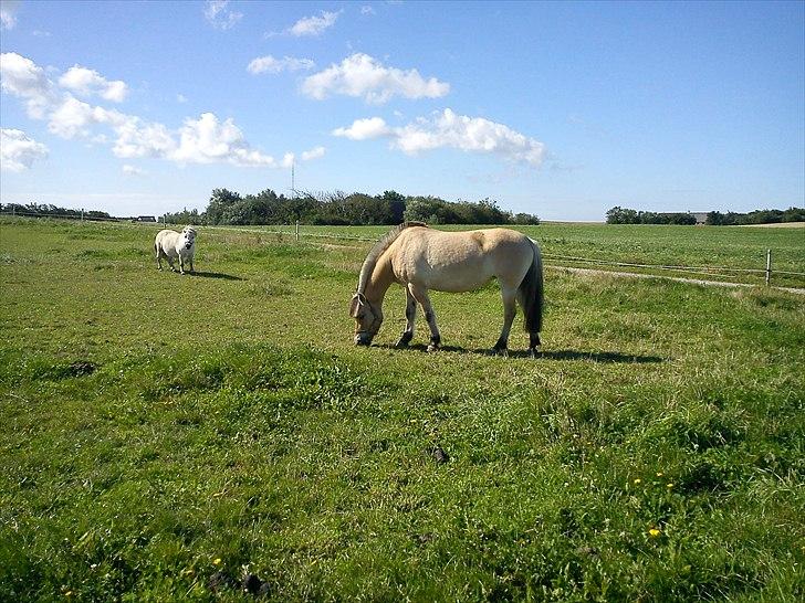 Fjordhest Amanda <3  billede 12