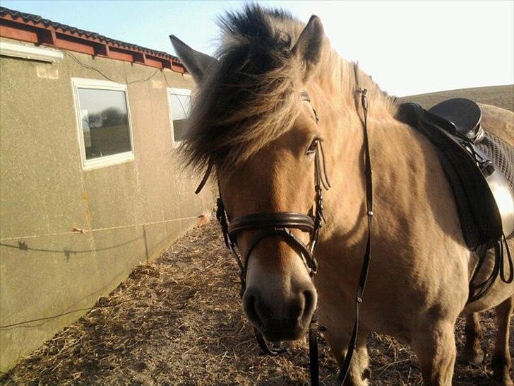 Fjordhest Amanda <3  billede 13