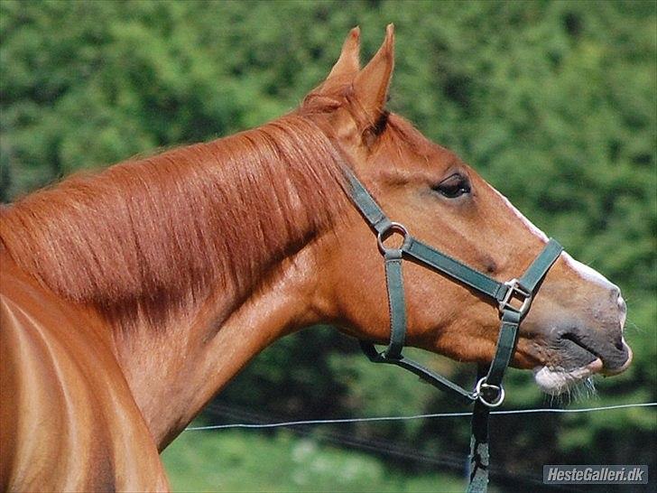 Frederiksborg Hestely´s Aramis - Aramis næsten 3 år på marken billede 6