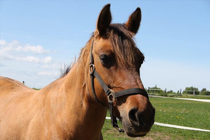 Anden særlig race  | Isabella * min skat :') SOLGT - Min smukke pony :) sommer 2011  billede 2