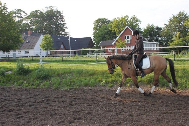 Anden særlig race  | Isabella * min skat :') SOLGT - Dressur træning sommer 2011 :) billede 17