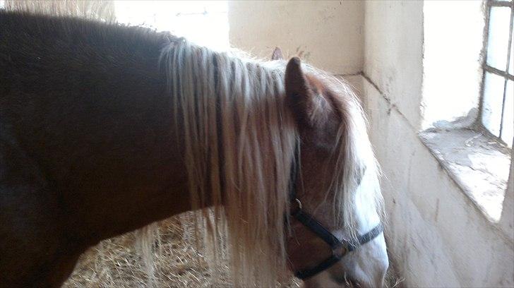 Irish Cob Pop-Eye van Erpekom - Puh ha, nu må det føl gerne snart komme billede 15