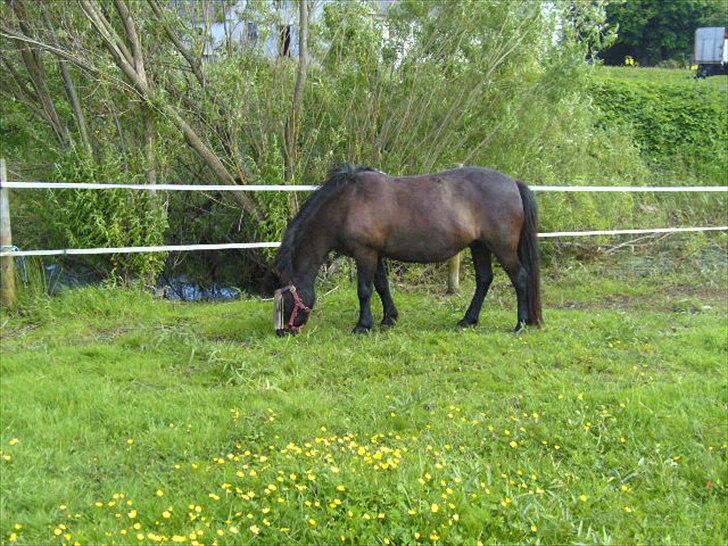 Islænder Gæfa fra Hejelte  - Gæfa 3 md drægtig

20/8-2011 billede 14