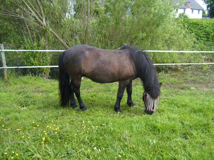 Islænder Gæfa fra Hejelte  billede 15