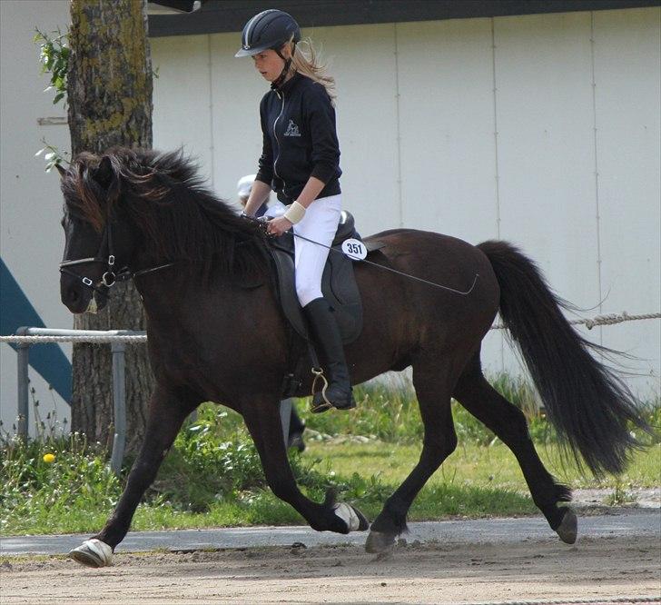 Islænder Ganti fra Døesbæk - Blod, sved, tårer og smil.. Du har været og er det hele værd! ♥♥ billede 9