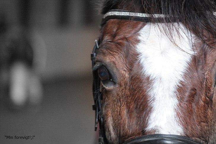 Welsh Cob (sec D) Dorthealyst Omikron - Aldrig glemt, altid gemt billede 17