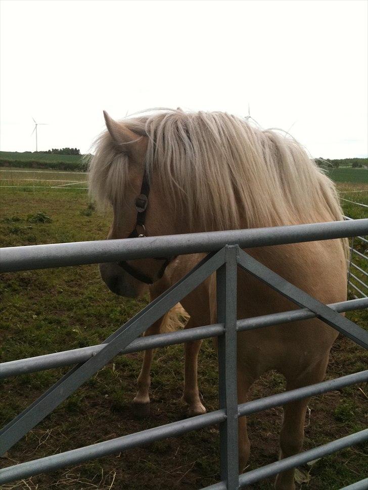 Islænder Vídalín - Nu med en rigtig fin sommerpels :) Juni 2011 billede 19