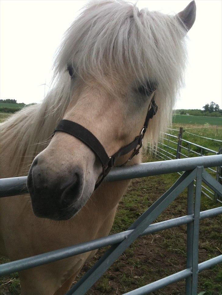 Islænder Vídalín - Rigtig fin sommer klar :) og klar til rigtig at komme i gang med at ride!  billede 20