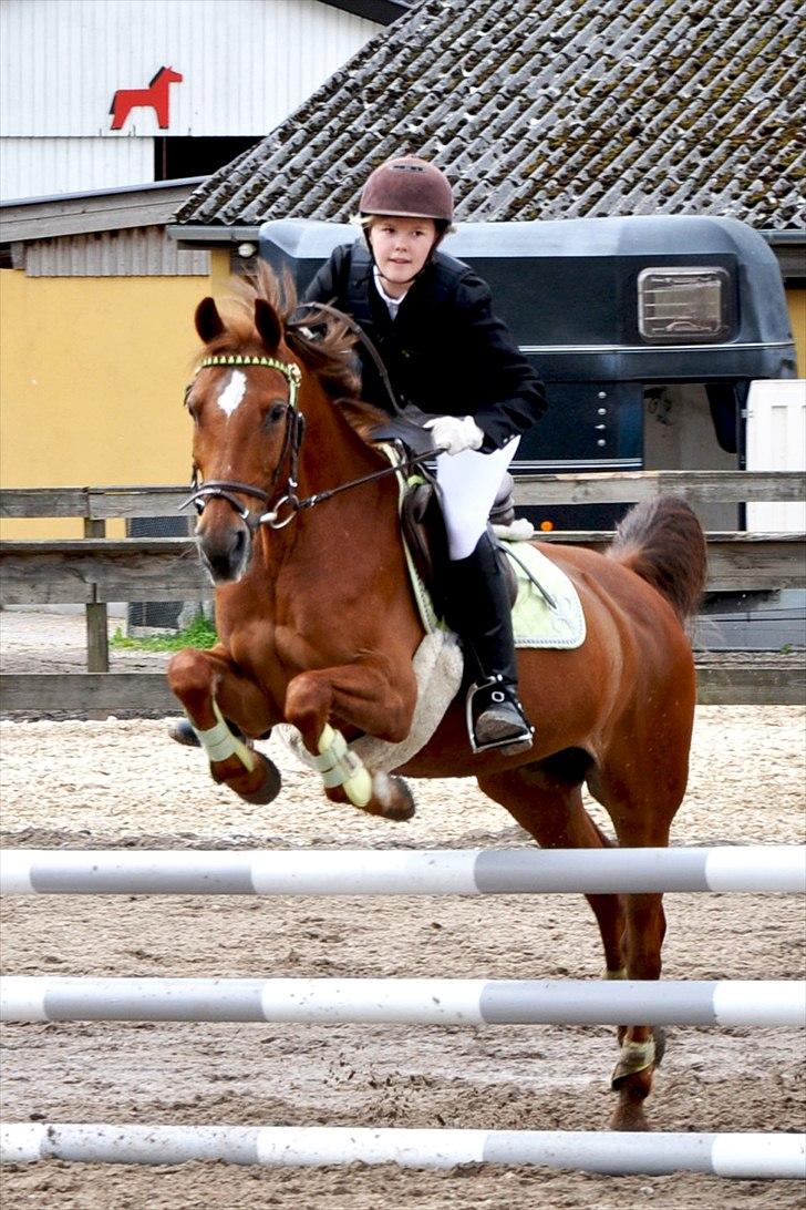 Anden særlig race Piccolo  - Næst sidste spring i 70 cm stafet :D han var ret frisk, men vi fik en fejlfri bane (': [Foto: Emma Schødt Culmsee(ESC)] billede 15