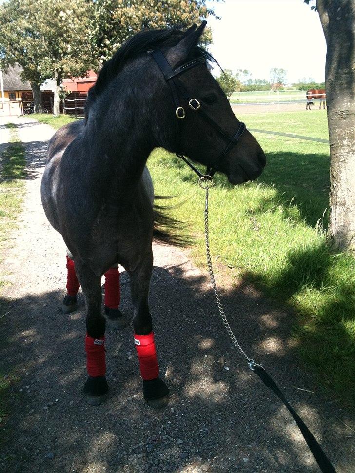 Welsh Mountain (sec A)  Cerét  billede 13