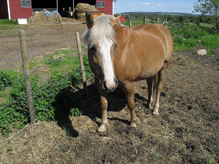 Haflinger Flikken billede 1