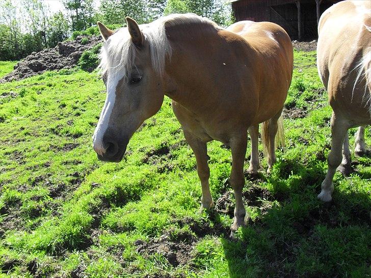 Haflinger Flikken billede 2