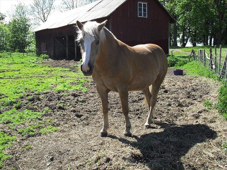 Haflinger Flikken billede 3