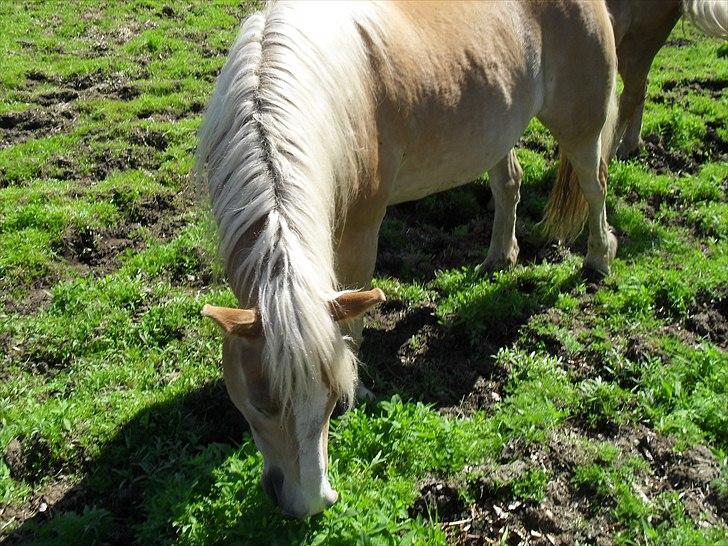 Haflinger Flikken billede 5