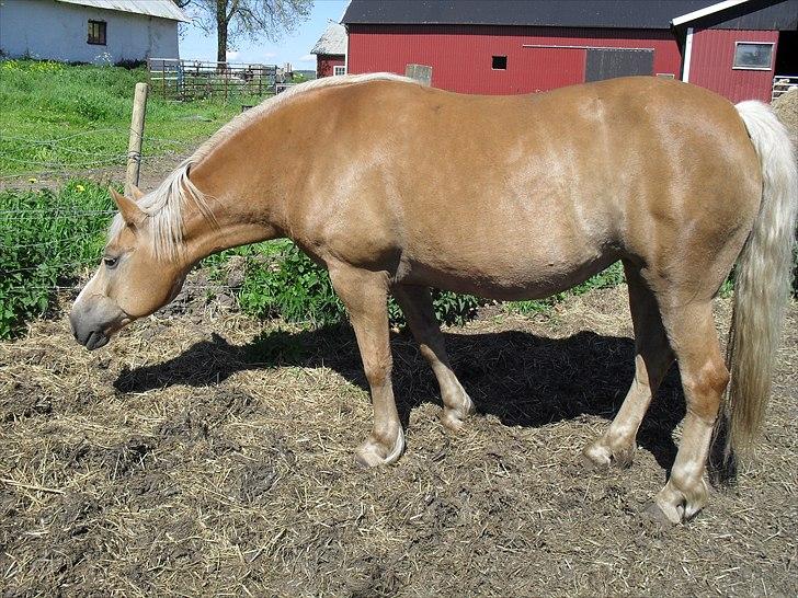 Haflinger Flikken billede 6