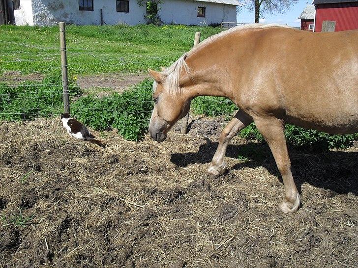 Haflinger Flikken billede 7