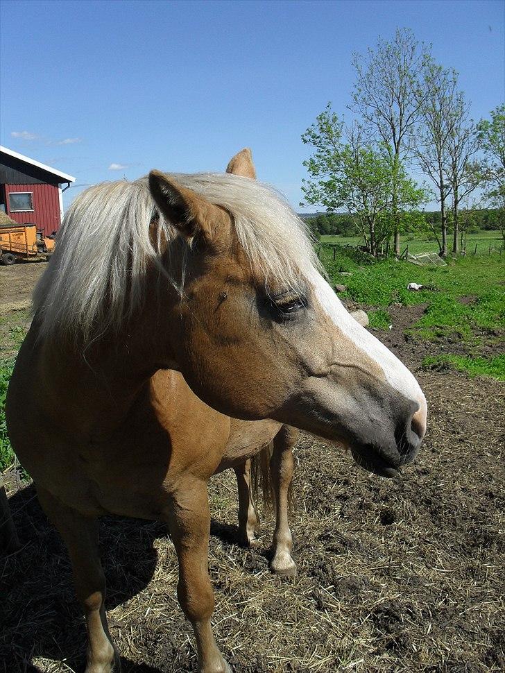 Haflinger Flikken billede 8