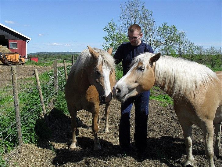 Haflinger Flikken billede 9