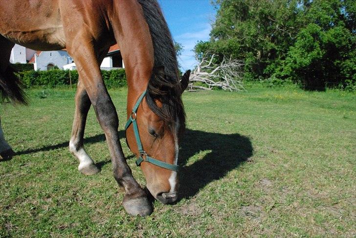 Anden særlig race fire walkers aslan billede 15